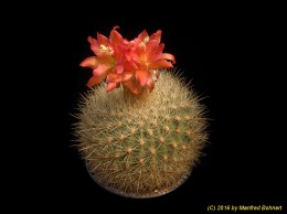 Matucana herzogiana 846